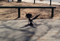  صورتي الأجمل - لحظة قتال بين غرابين في مدينة يافا 